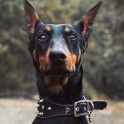 Akela the Doberman age