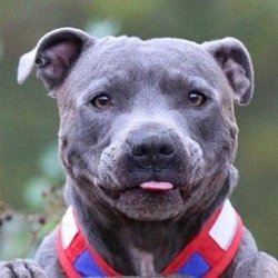 Blue Staffy Ramsey age