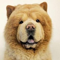 Chowder the Bear Dog age