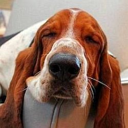 Dean The Basset age