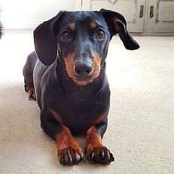 Dobby the Mini Dachshund age