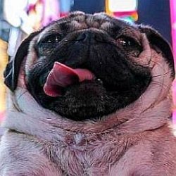 Doug The Pug age