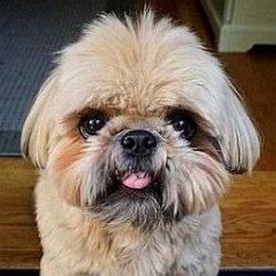 Dougie the Shih Tzu age