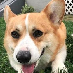 Huckleberry the Corgi age