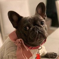 Izzy The Frenchie age
