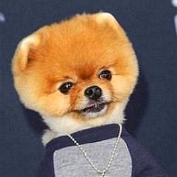 JiffPom age