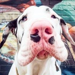 Kernel the Great Dane age