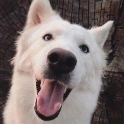 Leilani the White Husky age