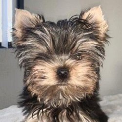 Leo the Yorkie age