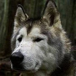 Loki the Wolf Dog age