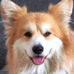 Marcel Le Corgi age