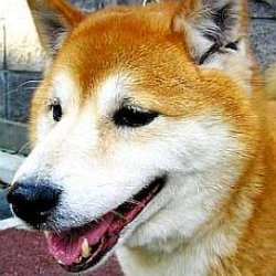 Maru the Shiba Inu age