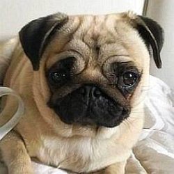 Moka The Adorable Pug age