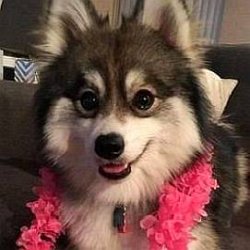 Norman the Pomsky age