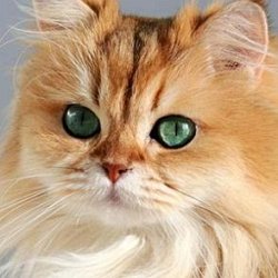 Smoothie the Cat age