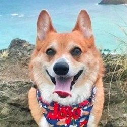 Super Corgi JoJo age