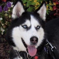 Dakota The Siberian Service Dog age