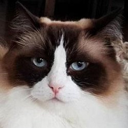 Timo the Ragdoll Cat age