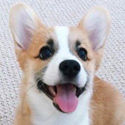 Tofu the Corgi age